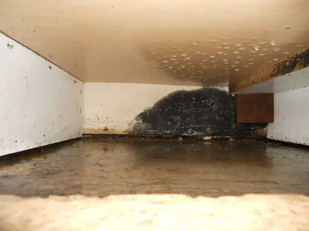 Mold Inspection San Diego