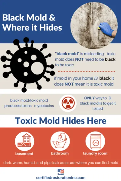 Black Mold
