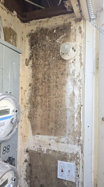 Mold Remediation San Diego