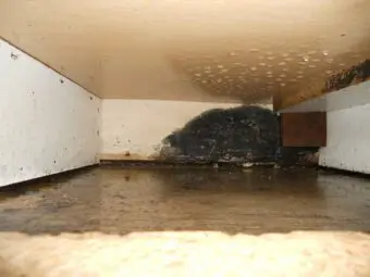 mold