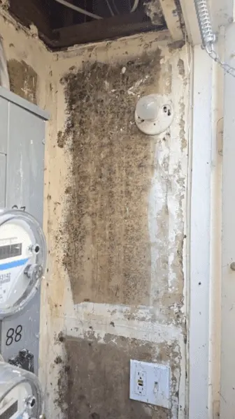Mold Remediation San Diego