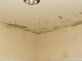 mold