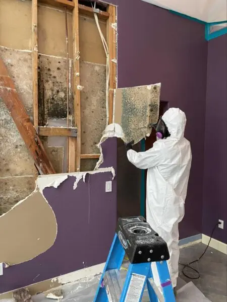 Mold Removal San Diego