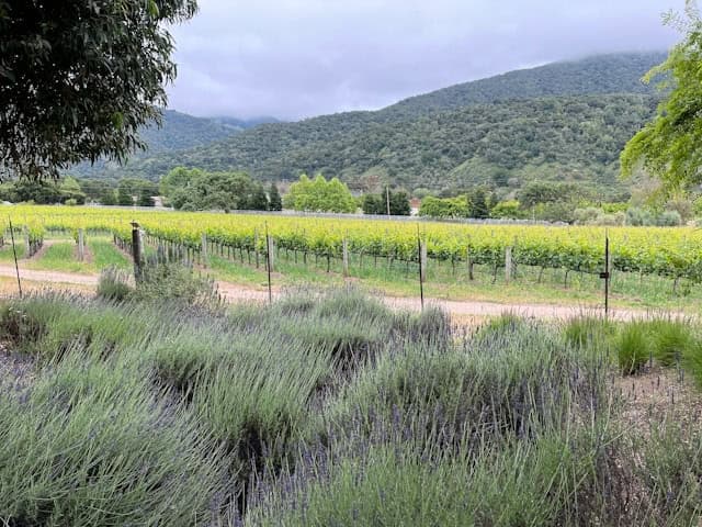 a field of lavender and vineyard in Carmel-Valley