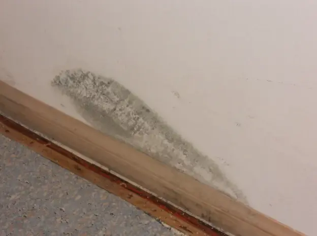 Mold Inspection San Diego