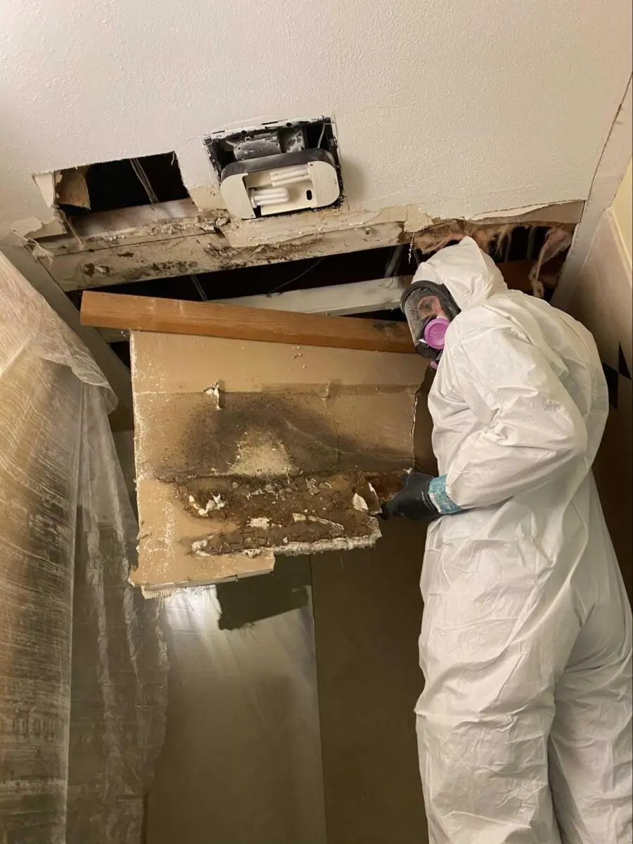 Mold Removal San Diego