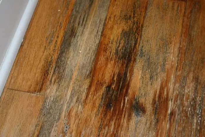 mold