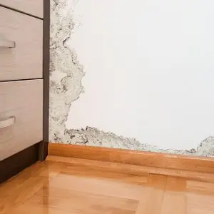 black mold