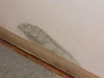 Dry Wet Hardwood Floors