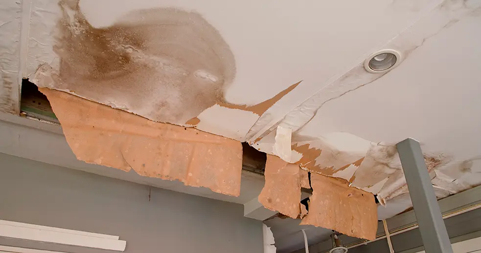Mold Inspection & Removal In San Diego