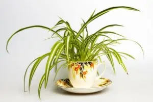 Air Filter Plant