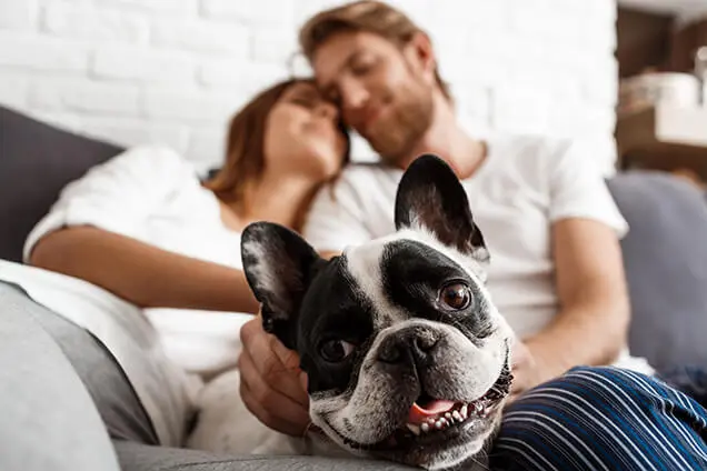 French Bulldog with a couple on a couch, cozy home setting highlighting Acosta Heating’s furnace benefits in Charlotte, NC.