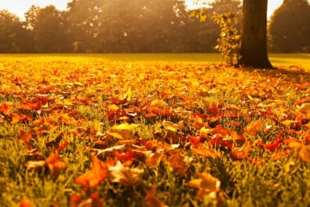 Autumn landscape with a ground covered in vibrant orange and yellow leaves, symbolizing seasonal change and preparation for home heating in fall.