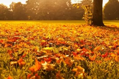 Autumn landscape with a ground covered in vibrant orange and yellow leaves, symbolizing seasonal change and preparation for home heating in fall.