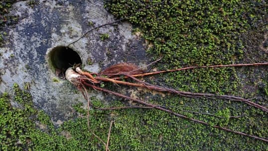 Thick, tangled plant roots emerging from a circular drainage opening on a damp, green moss-covered concrete structure.
