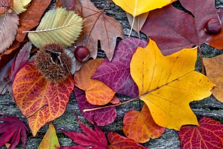 fall season