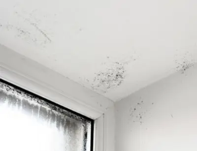 mold