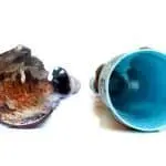 Broken shell next to a turquoise cup, showcasing natural textures and colors for plumbing maintenance education.