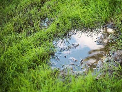 Puddle of standing water in grassy yard indicating potential sewer line leak and drainage issues.