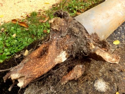 tree roots