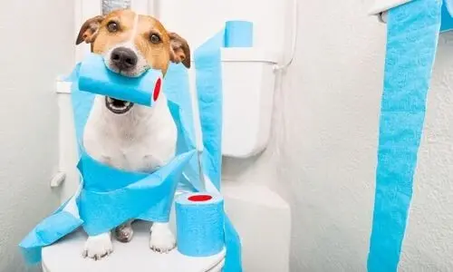 Playful dog sitting on a toilet, chewing blue toilet paper near bathroom fixtures, related to B & D Plumbing services.