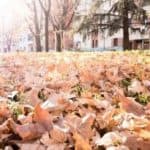 Ground covered with orange, brown, and yellow leaves, with trees and buildings in the background&mdash;fall scene in Pensacola, FL.
