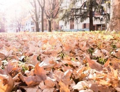 Fallen autumn leaves covering a grassy area, symbolizing seasonal changes and the importance of adjusting thermostat settings for energy savings in fall and winter.