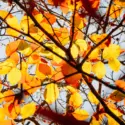 Vibrant autumn leaves in yellow and orange against a bright sky, showcasing natural beauty for home improvement inspiration.