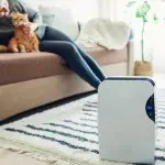 Person sitting on a brown couch with a cat, showcasing a cozy living room with an air purifier and striped rug.