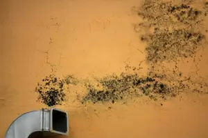 Air duct with visible mold growth on the wall, indicating potential indoor air quality issues related to HVAC systems.