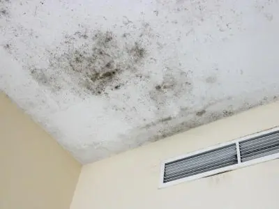 mold 