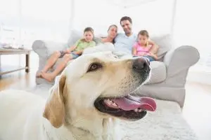 pet-allergens