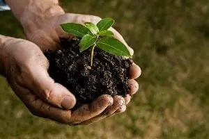 Hands holding a young sapling with soil, symbolizing climate action and community engagement in environmental stewardship for the International Day of Peace.