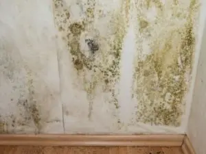 mold