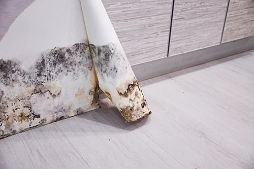 Mold