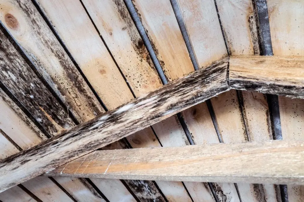 black mold on the roof