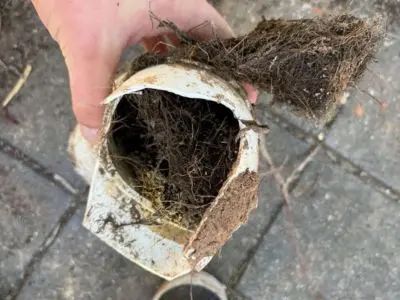 tree root 
