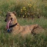Brindle greyhound lying in grass with wildflowers, representing The Darville Company's support for Greyhound rescues.