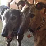 Two greyhounds in a home setting, showcasing their playful nature, from The Darville Company's rescue efforts.