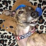 Greyhound dog wearing a brown bear hat and blue accessories, highlighted for Darville Company's pet adoption efforts.