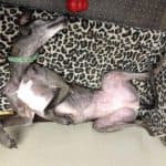 Greyhound with green collar on leopard print bedding near red toy, showcasing Darville Company's rescue efforts.
