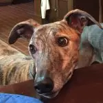 Brindle greyhound dog sitting indoors near a table, showcasing The Darville Company's friendly service atmosphere.