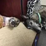 Two Greyhounds relaxing on a cushioned surface, showcasing comfort and companionship for The Darville Company.