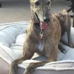 Greyhound resting on a plush pet bed, showcasing comfort at The Darville Company's office environment.