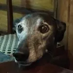 Grey dog resting its head on a wooden table in a warm room, showcasing the domestic tranquility of home life.