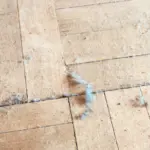 Dust particles on a wooden floor, highlighting air quality concerns tied to HVAC services by Chad's AC Direct.