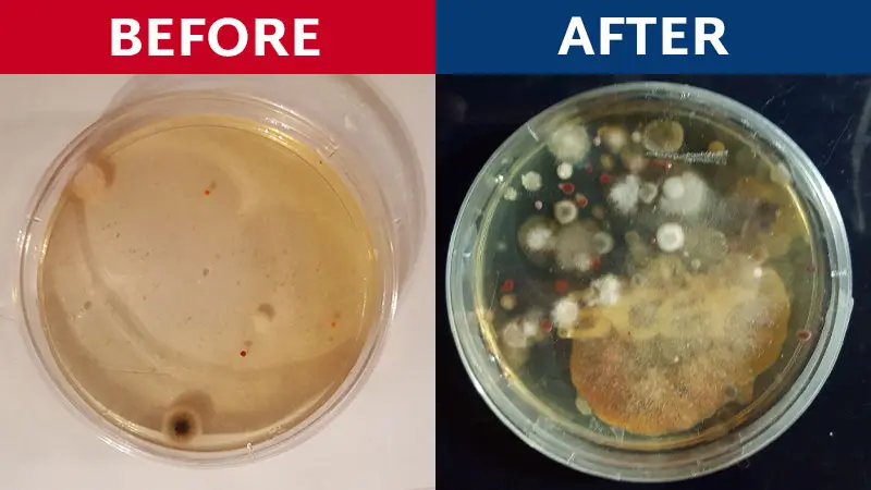 Before and After Image