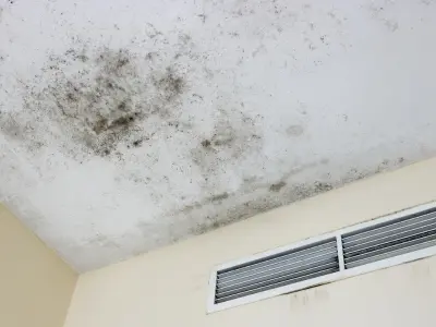 mold