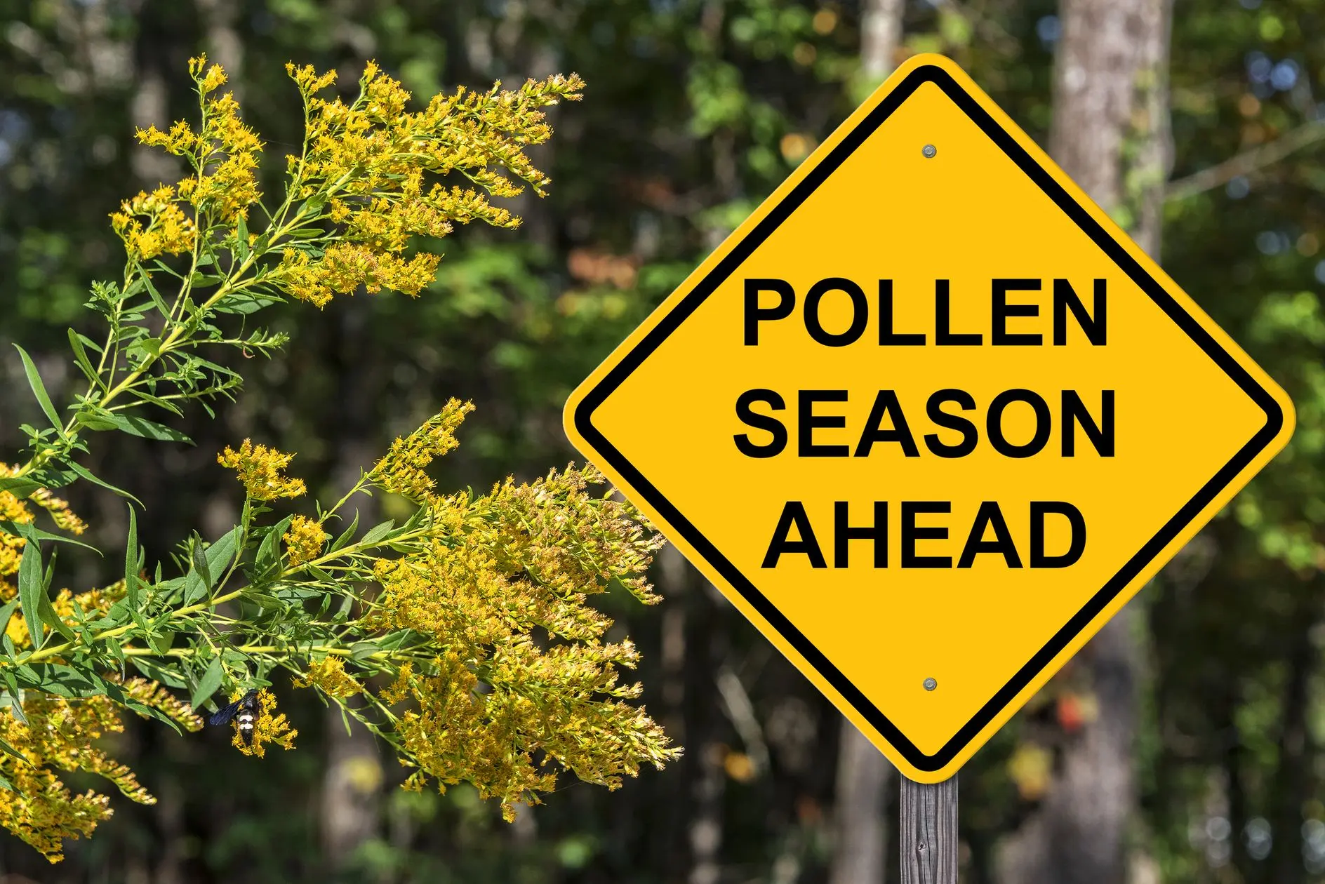 A sign saying pollen season next to a wild flower.