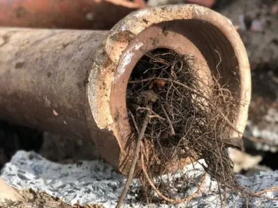 tree roots 